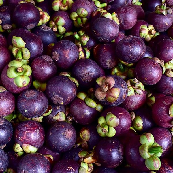 MANGOSTEEN